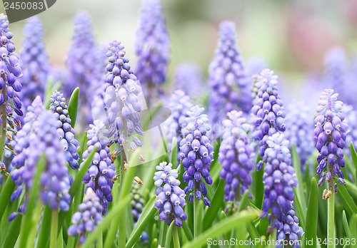 Image of Purple muscari botryoides