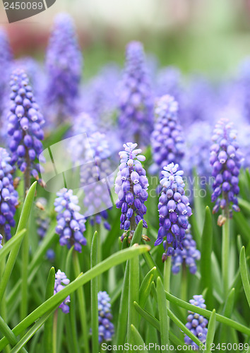 Image of Purple muscari botryoides field 