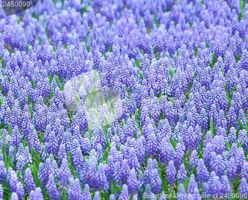 Image of Purple muscari botryoides