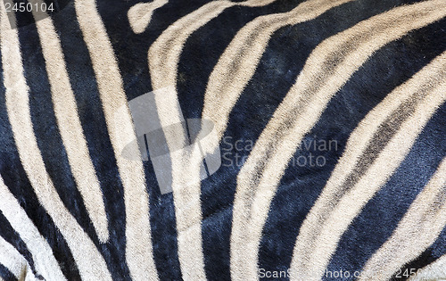 Image of Zebra skin texture