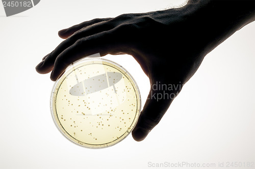 Image of petri dish