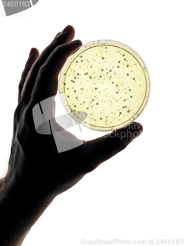 Image of petri dish