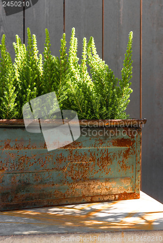 Image of Green plants in sunlight