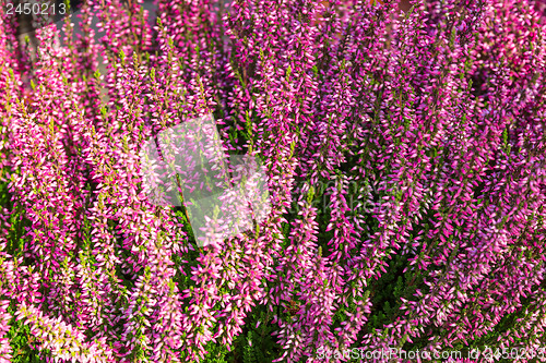 Image of Blooming heather