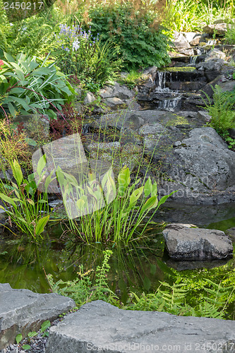 Image of Garden decorated with stones and aquatic plants