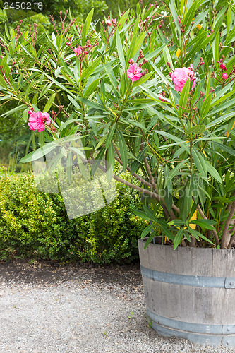 Image of Blooming azalea in the garden