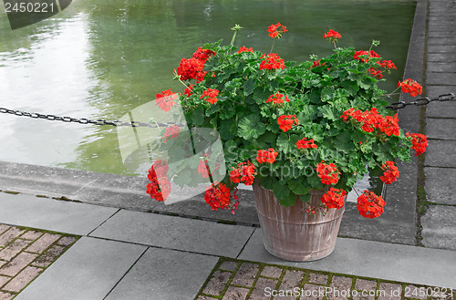 Image of Blooming red geraniums