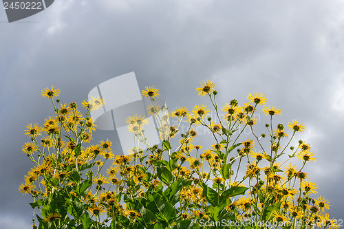 Image of Yellow daisies against cloudy sky