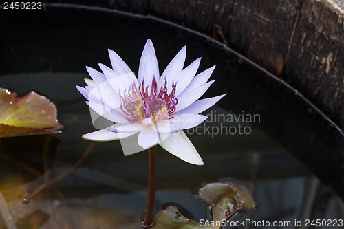 Image of Purple lotus in dark water