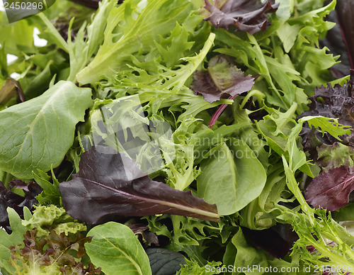 Image of Salad Leaves