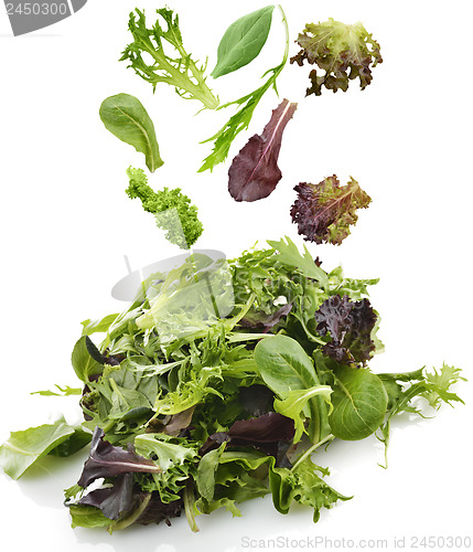 Image of Salad Leaves