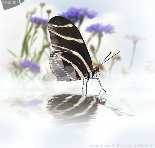 Image of Butterfly With Reflection