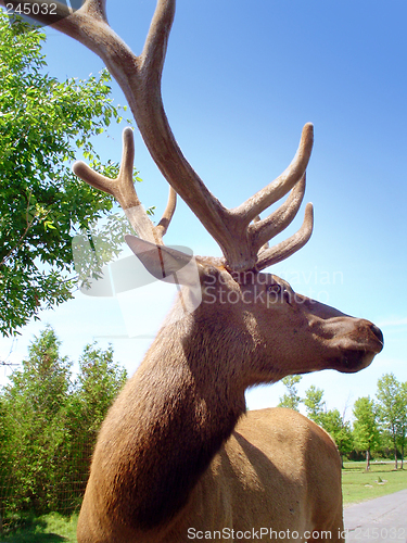 Image of Stag head