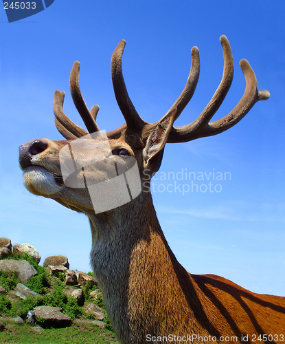 Image of Stag head