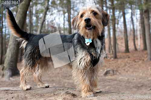 Image of Borkie Dog in the Woods