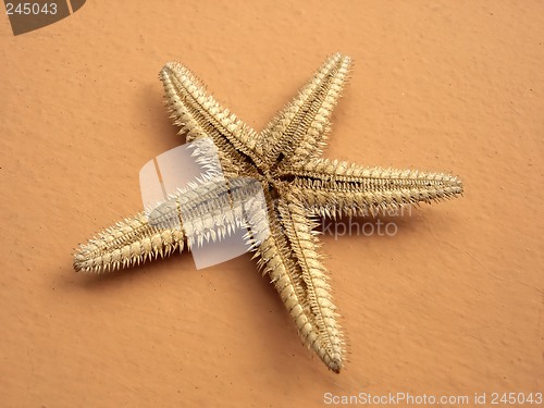 Image of Starfish