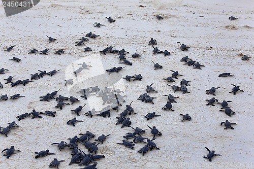 Image of Turtle Hatchlings