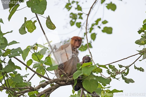 Image of Proboscis monkey