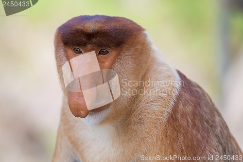 Image of Proboscis monkey