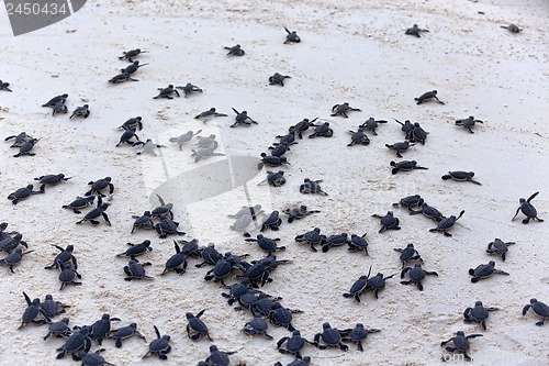 Image of Turtle Hatchlings