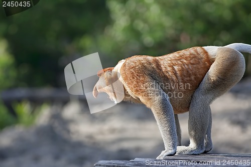 Image of Proboscis monkey