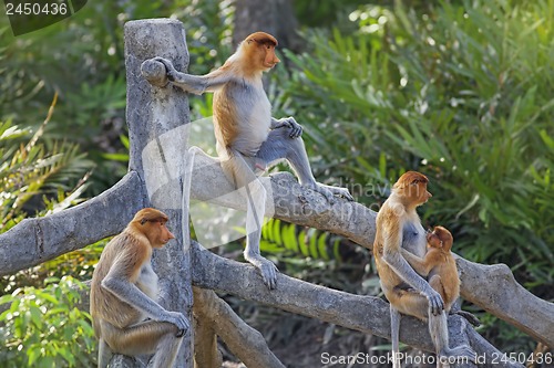 Image of Proboscis monkey