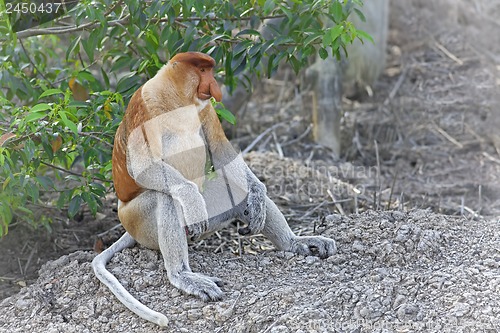 Image of Proboscis monkey