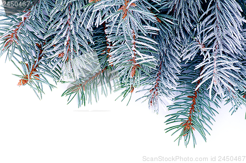 Image of Blue Spruce Branch