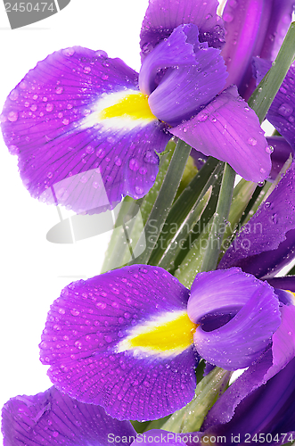 Image of Purple Iris