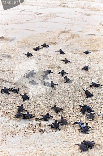 Image of Turtle Hatchlings