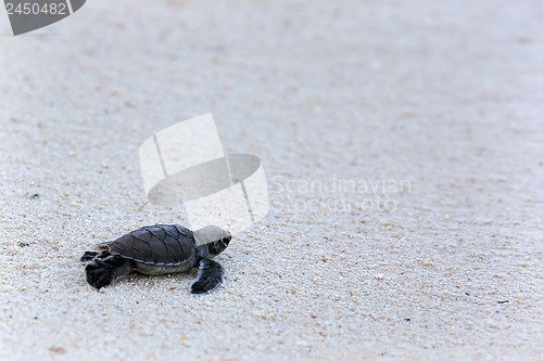 Image of Green Turtle Hatchlings