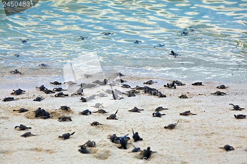 Image of Turtle Hatchlings