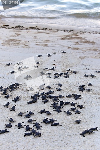 Image of Turtle Hatchlings