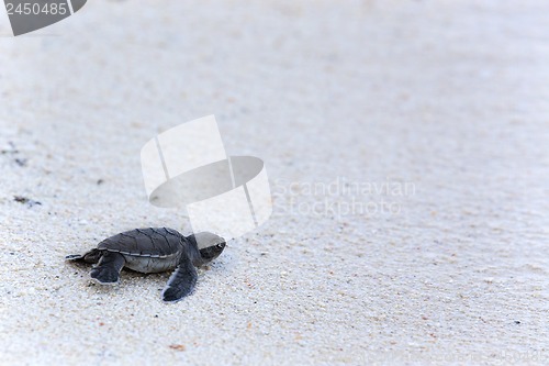 Image of Green Turtle Hatchlings