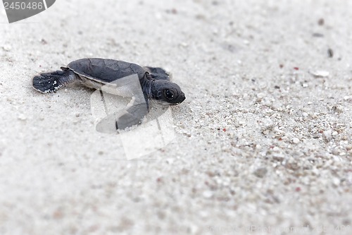 Image of Green Turtle Hatchlings