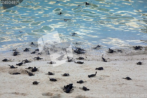 Image of Turtle Hatchlings