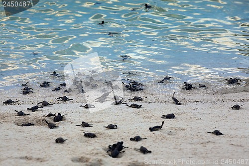 Image of Turtle Hatchlings