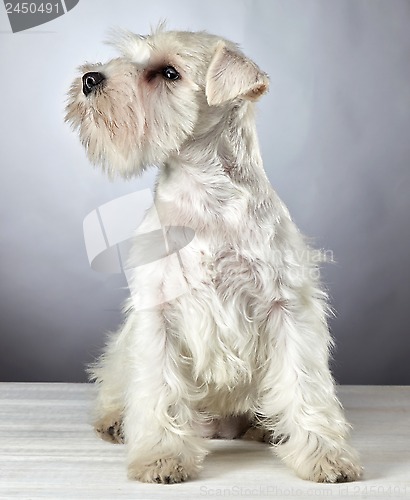 Image of white miniature schnauzer puppy