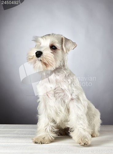 Image of white miniature schnauzer puppy