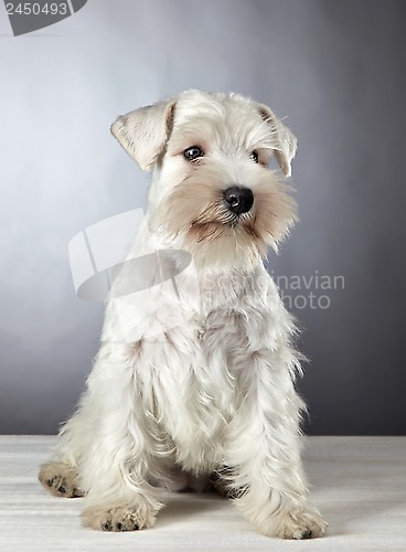 Image of white miniature schnauzer puppy