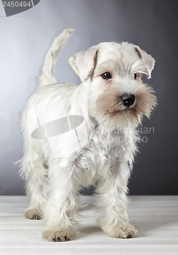 Image of white miniature schnauzer puppy