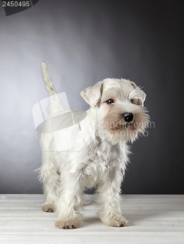 Image of white miniature schnauzer puppy