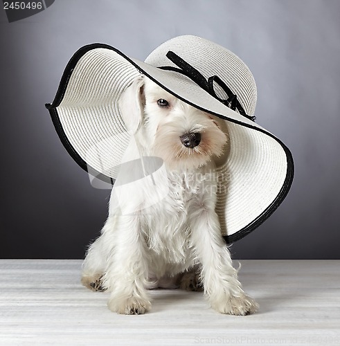 Image of white miniature schnauzer puppy