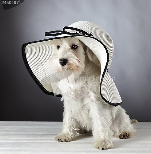 Image of white miniature schnauzer puppy