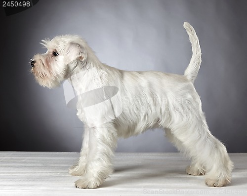 Image of white miniature schnauzer puppy