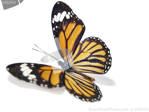 Image of Butterfly (Monarch)