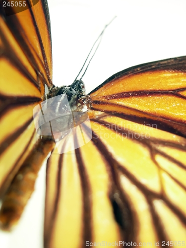 Image of Butterfly (Monarch) closeup