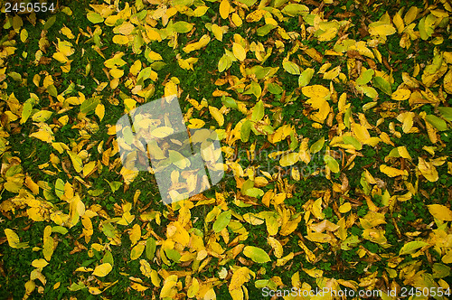 Image of Colorful autumn leaves.