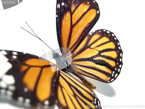 Image of Butterfly (Monarch)