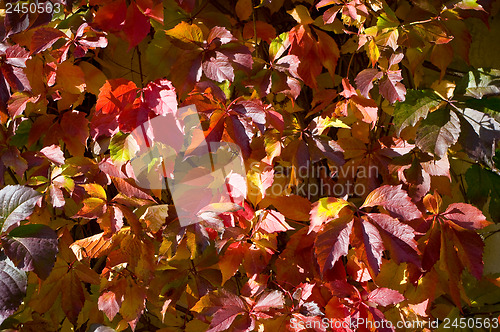 Image of Colorful autumn leaves.